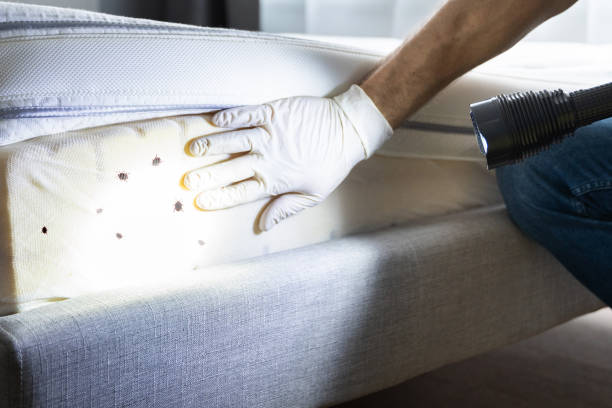 Professional Pest Control in Spring Glen, UT